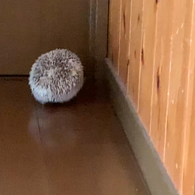 部屋んぽの画像