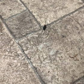 ただいま脱走中の画像