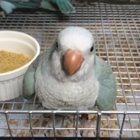 オキナインコ くえくえの画像