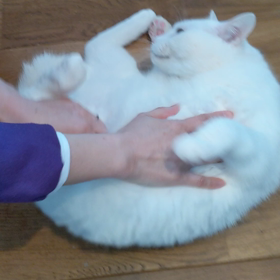 お腹なでなで動画の画像