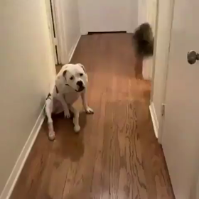 嬉しいワンワンの画像