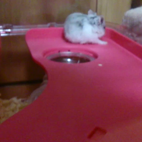 むぎちゃんの動画＆ランチの画像