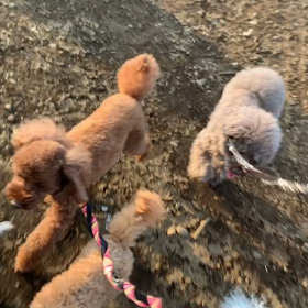 1月2日14わんこと2時間遠足　　代々木公園2の画像