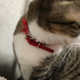 おはようございますฅ^•ﻌ•^ฅの画像