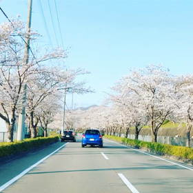 桜の道の画像