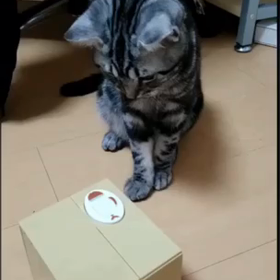 ぴよVSただの箱の画像