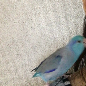 求愛〜耳元で愛の画像