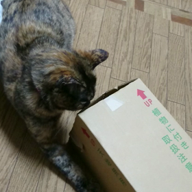 あけまして、おめでとうございます☆の画像