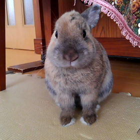 地味に動くマダラ君の画像