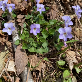 大川山のすみれが　楽しそうに、笑っているようでした。の画像