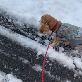 雪とカイルその後の画像