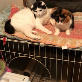 ほっ(*^_^*)の画像