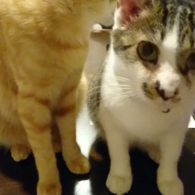 仲良し。。。からの？の画像