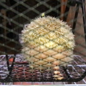 はりけつ@回し車スロー撮影ver.の画像