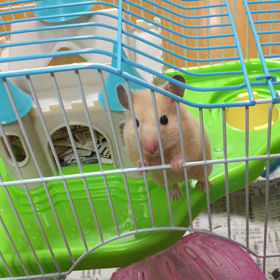 キンクマハムスターの画像