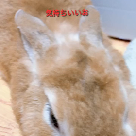 部屋んぽでの画像