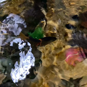 ワンベイツ】 ウルトラ＆ナイトストーカー即納可能分＆ご予約可能枠の