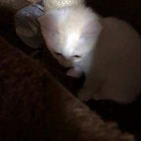 おはよう！みかんちゃんの画像