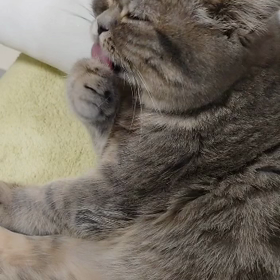 毎度おなじみの画像