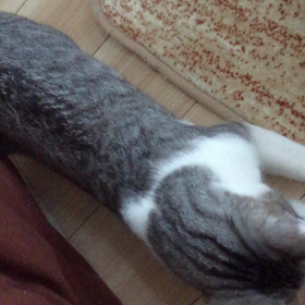 スローリー2の画像