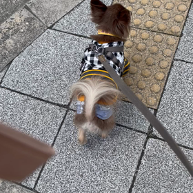 ☆じゅっちゃんぽ(寿珠(じゅじゅ)散歩)☆の画像