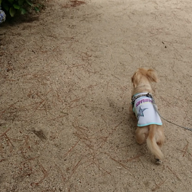 絶好調～!犬(-.-)の画像