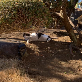 どら猫の出来上がりの画像