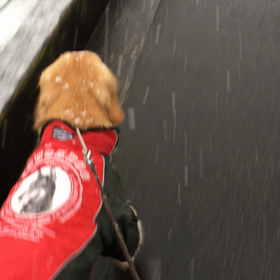 昨日のレオ   11・25   雪の画像