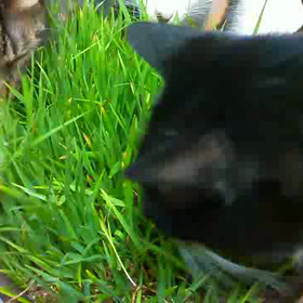 猫草祭り(≧∇≦)の画像