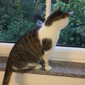 猫が…今日は麦茶の日の画像