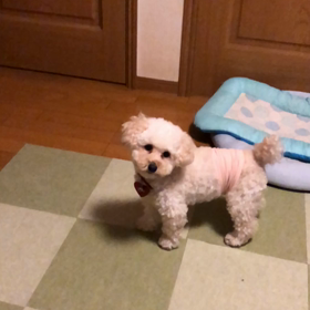 ボールキャッチの画像