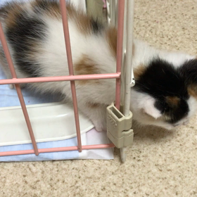 現行犯逮捕の画像