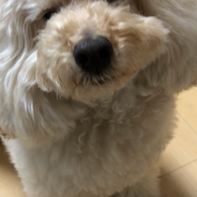 ブドウ膜炎（前半）の画像