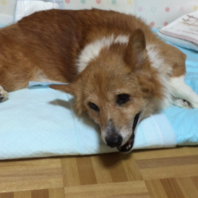 手術に向けての画像