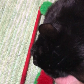 武蔵くん、甘えん坊☺️の画像