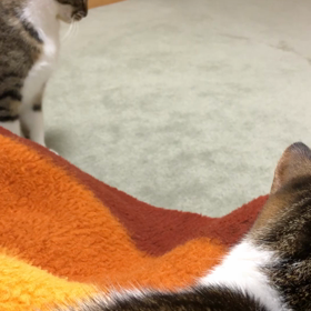 滑り症の体に2匹は重い。久しぶりの母に心配はない？の画像