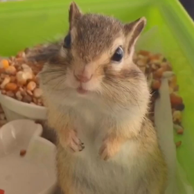 ぷぅ カラスさんこわいよぉ…の画像