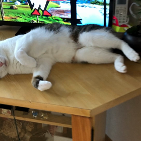 スタジオアリスで1歳撮影！今日のデール。の画像