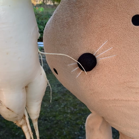 セクシー大根の画像