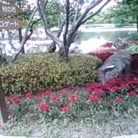 なばなの里の花の画像