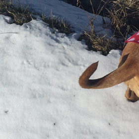 犬は喜び庭かけまわりの画像
