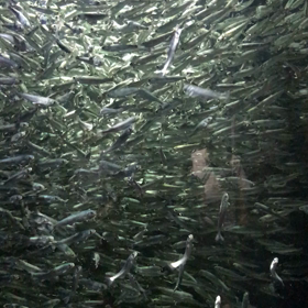 加茂水族館〜追加の画像