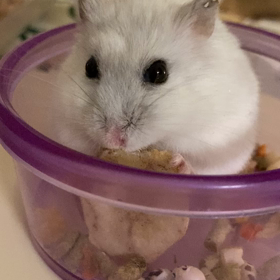 ハム太郎が来て、半年の画像