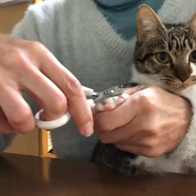 痛くて眠れない滑り症…でもジム活へ。マリーちゃんの爪切り。の画像