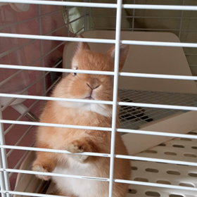 ネザーランドお迎えしました！の画像