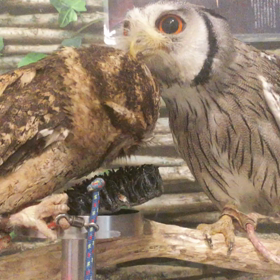 オオインドコノハズクとアフリカオオコノハズクの画像