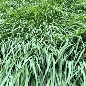 決めたら始まる！の画像