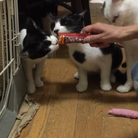 ちゅーる争奪戦〜ちゅーる大好きの画像