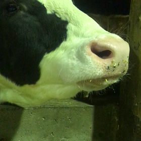 もしゃもしゃの画像