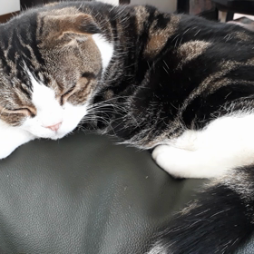 始めまして　チッチですの画像